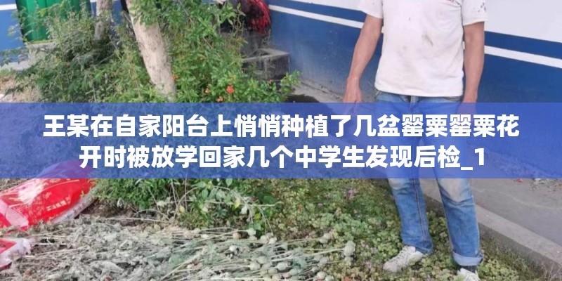 王某在自家阳台上悄悄种植了几盆罂粟罂粟花开时被放学回家几个中学生发现后检_1