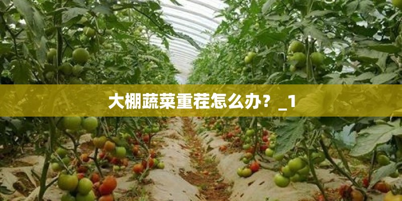 大棚蔬菜重茬怎么办？_1