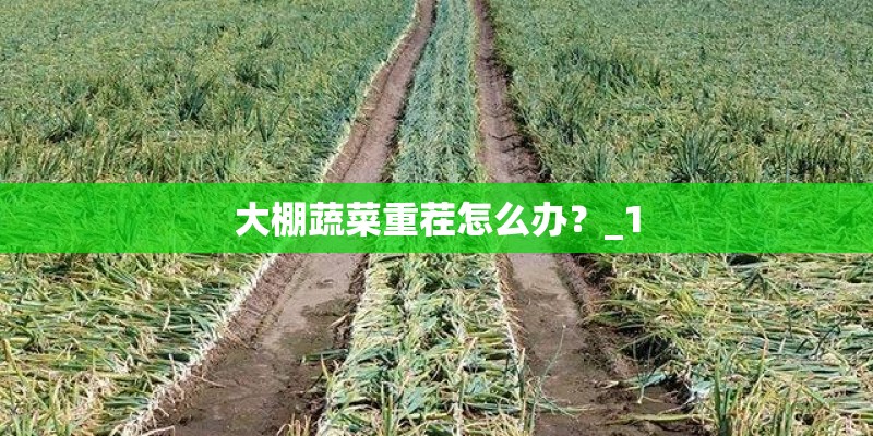 大棚蔬菜重茬怎么办？_1