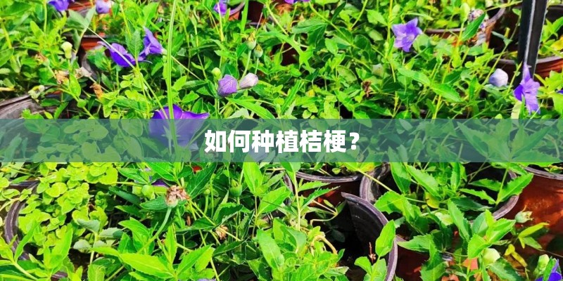 如何种植桔梗？
