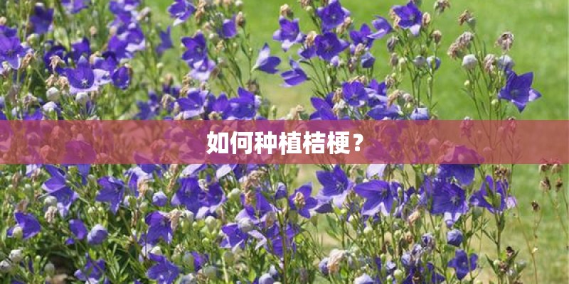 如何种植桔梗？