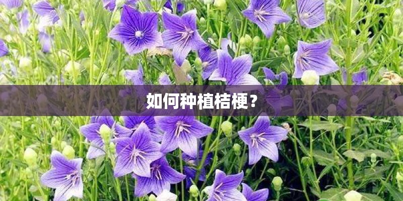 如何种植桔梗？