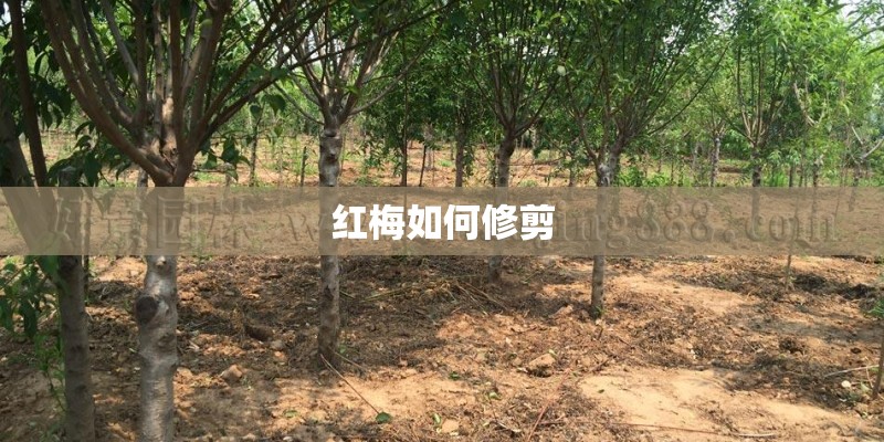 红梅如何修剪