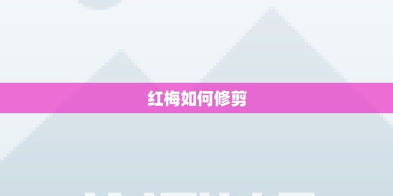 红梅如何修剪