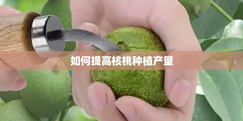 如何提高核桃种植产量