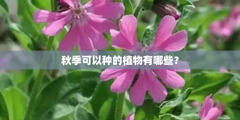 秋季可以种的植物有哪些？