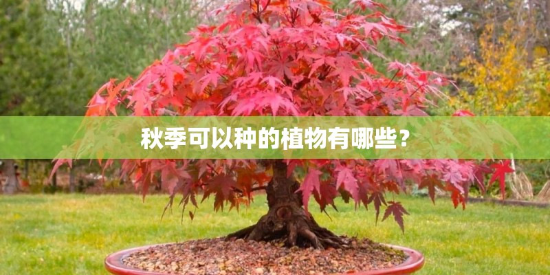 秋季可以种的植物有哪些？