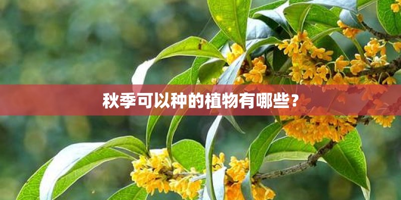秋季可以种的植物有哪些？