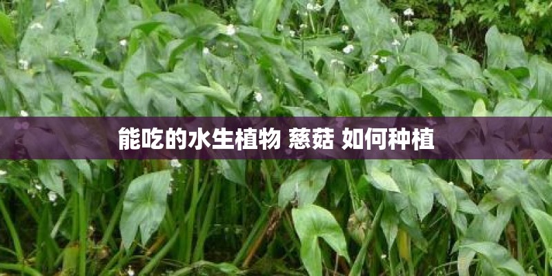 能吃的水生植物 慈菇 如何种植