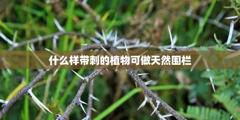 什么样带刺的植物可做天然围栏