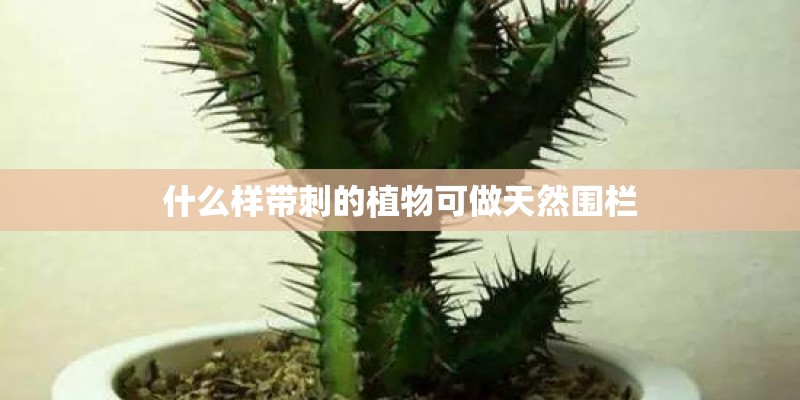 什么样带刺的植物可做天然围栏