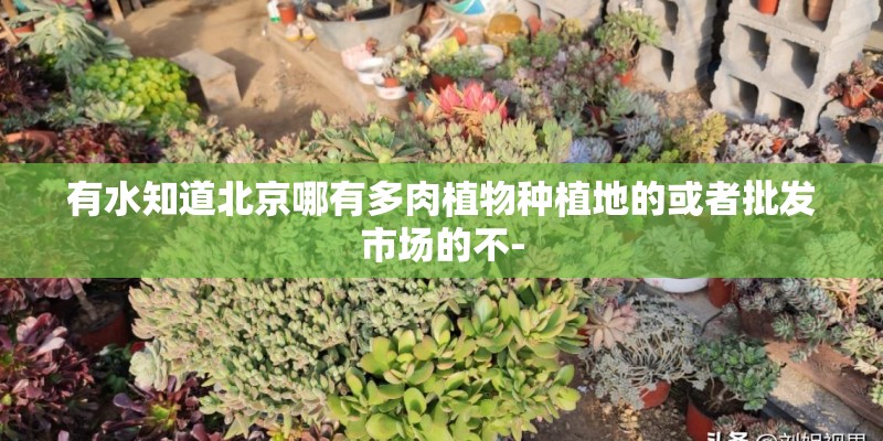 有水知道北京哪有多肉植物种植地的或者批发市场的不-