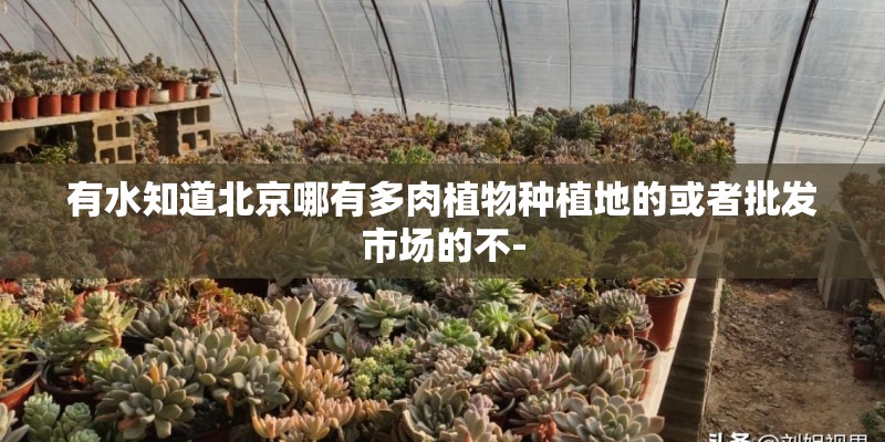 有水知道北京哪有多肉植物种植地的或者批发市场的不-