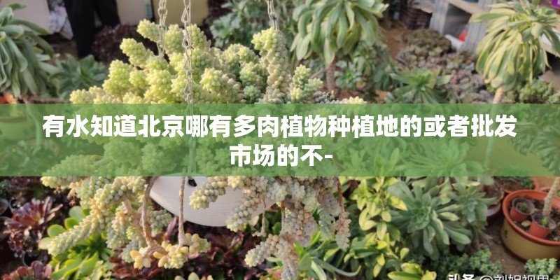 有水知道北京哪有多肉植物种植地的或者批发市场的不-