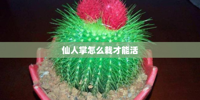 仙人掌怎么栽才能活