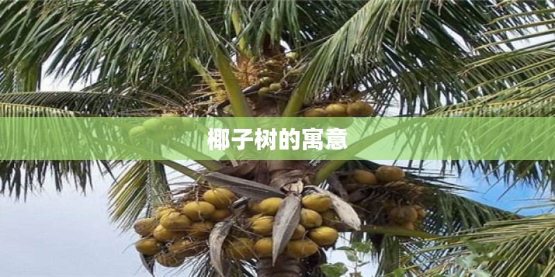 椰子树的寓意