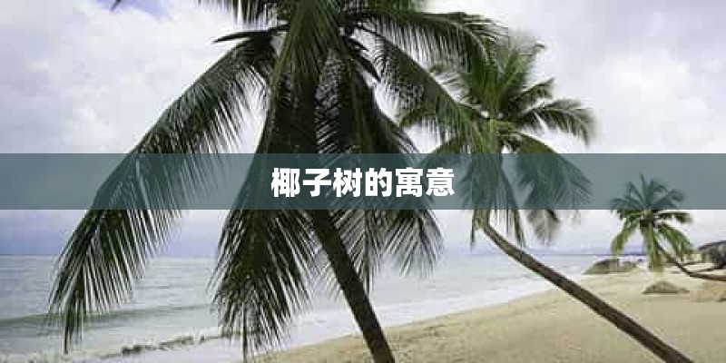 椰子树的寓意