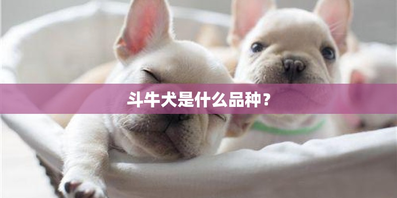 斗牛犬是什么品种？