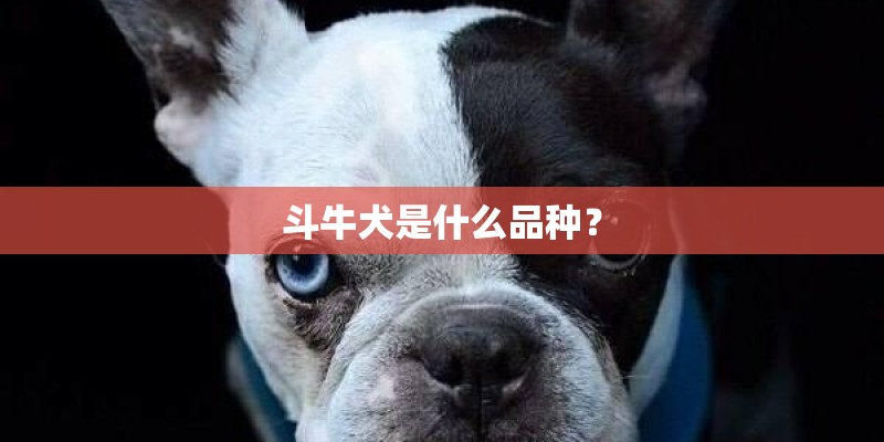 斗牛犬是什么品种？