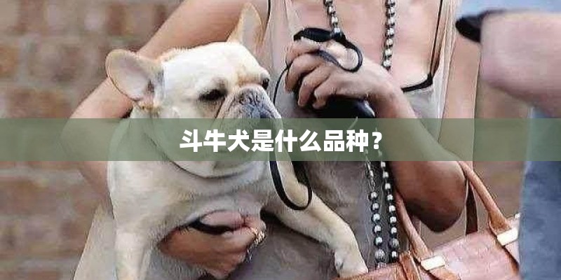 斗牛犬是什么品种？