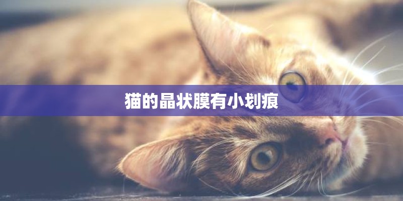 猫的晶状膜有小划痕