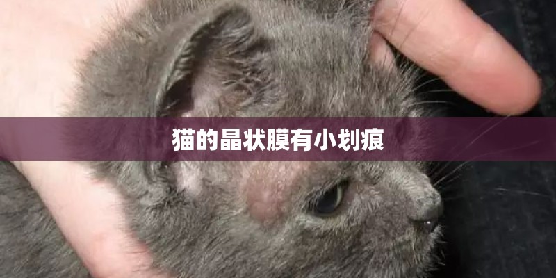猫的晶状膜有小划痕