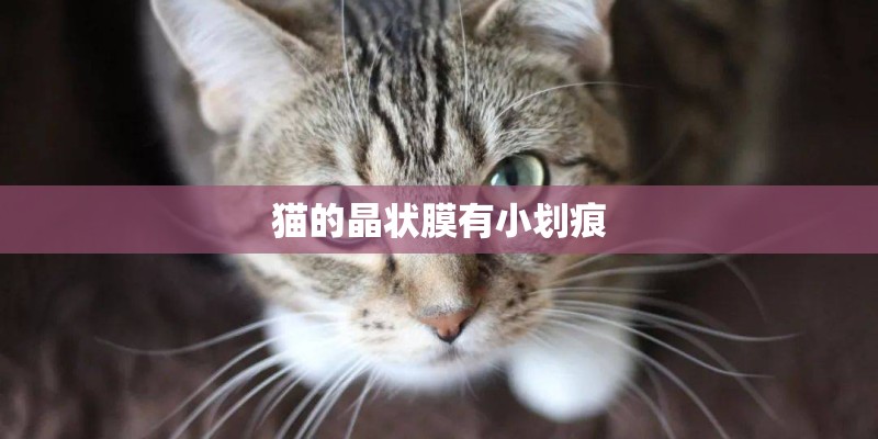 猫的晶状膜有小划痕