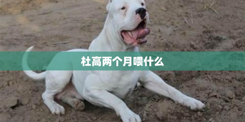 杜高两个月喂什么
