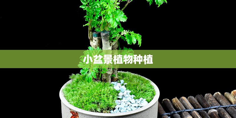 小盆景植物种植