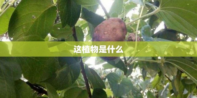 这植物是什么