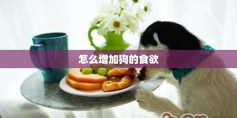 怎么增加狗的食欲