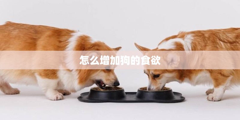 怎么增加狗的食欲