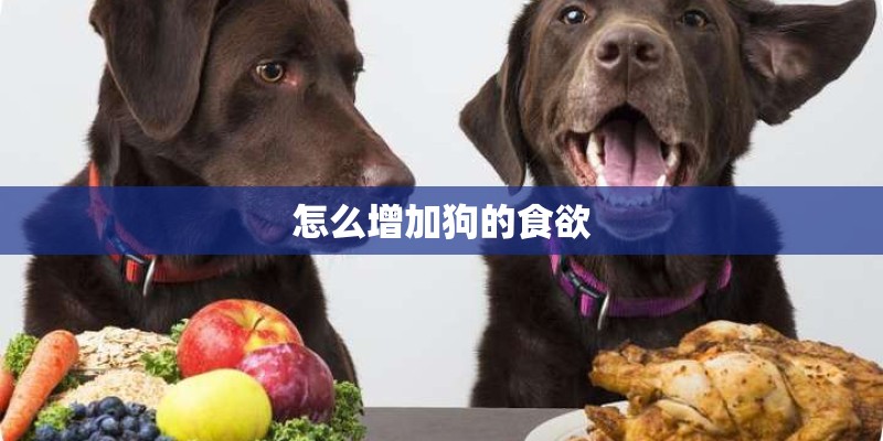 怎么增加狗的食欲