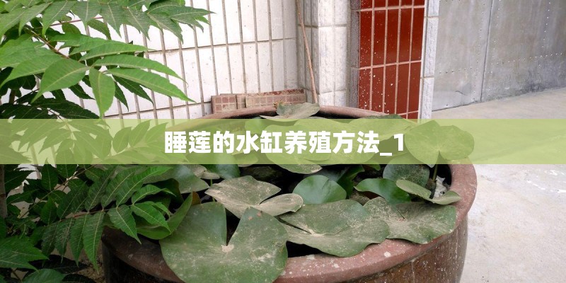睡莲的水缸养殖方法_1