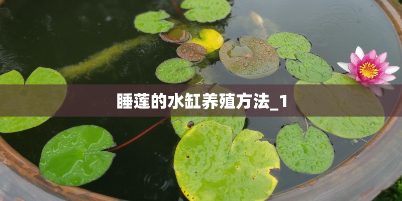 睡莲的水缸养殖方法_1