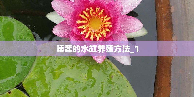 睡莲的水缸养殖方法_1