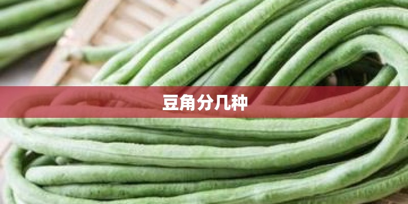 豆角分几种