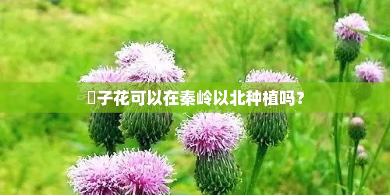 枙子花可以在秦岭以北种植吗？
