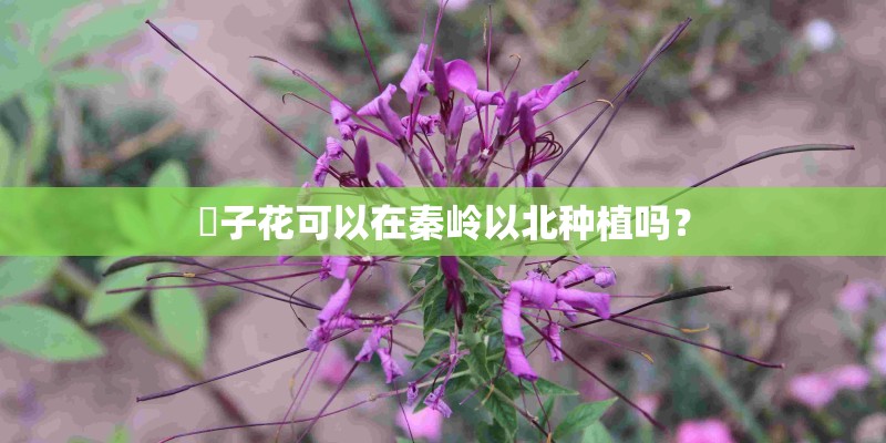 枙子花可以在秦岭以北种植吗？