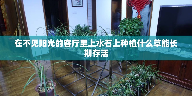 在不见阳光的客厅里上水石上种植什么草能长期存活