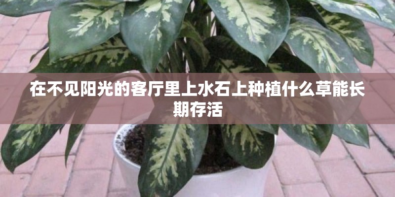 在不见阳光的客厅里上水石上种植什么草能长期存活
