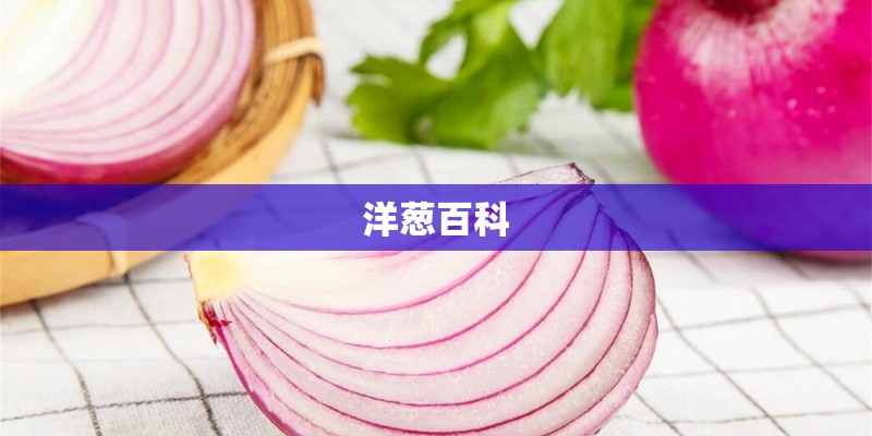洋葱百科