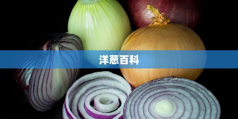 洋葱百科