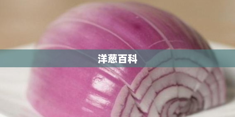 洋葱百科