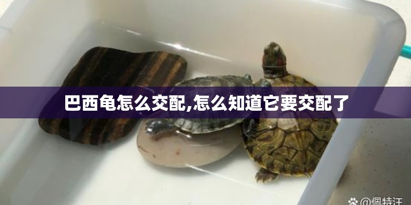 巴西龟怎么交配,怎么知道它要交配了