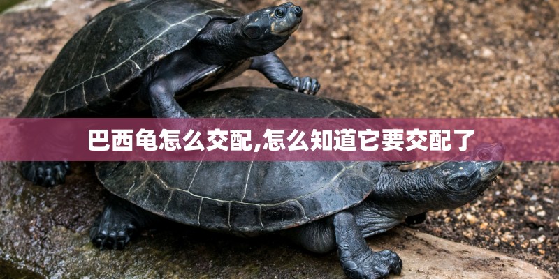 巴西龟怎么交配,怎么知道它要交配了