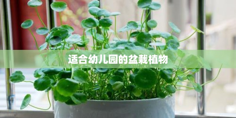 适合幼儿园的盆栽植物
