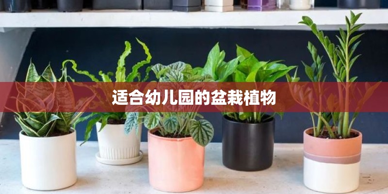 适合幼儿园的盆栽植物
