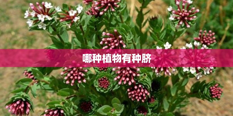 哪种植物有种脐