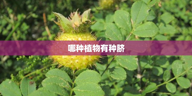 哪种植物有种脐